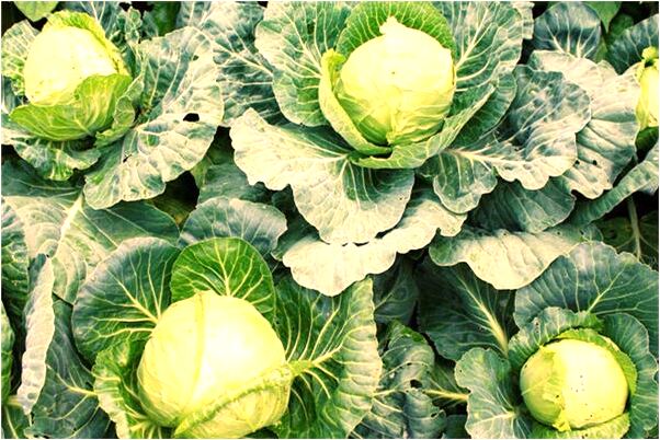 夢到了鬼飄到我床上壓著我是什麼預兆_周公解夢官網