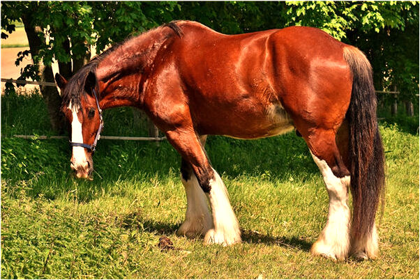 夢到吃魚又拉出活魚是啥預兆_周公解夢官網