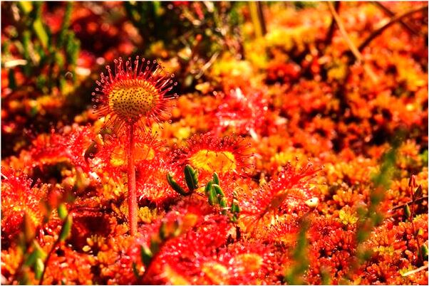 夢到了向朋友要吃的東西東西是啥意思_周公解夢官網