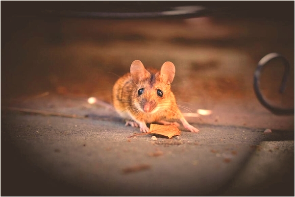 夢到頭上長一根白髮是什麼啟示_周公解夢官網