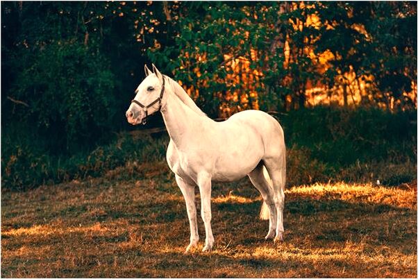 夢到了被牛追趕什麼預兆_周公解夢官網