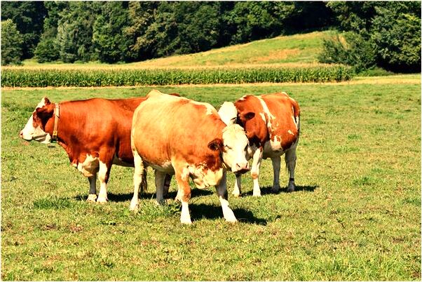 夢到男友出軌我說分手會是什麼預兆_周公解夢官網