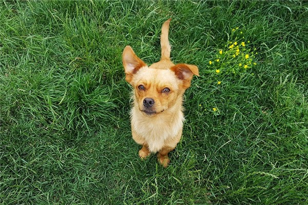 夢到了孕婦大黃狗是好的徵兆嗎_周公解夢