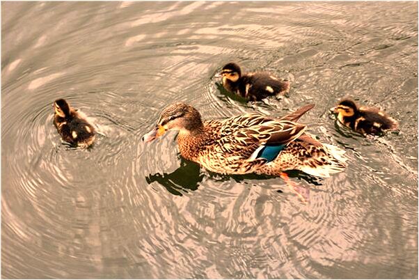 夢見被陌生男子追趕是什麼意思_周公解夢官網