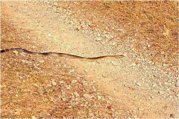夢到別人開車把牆給碰到了有什麼預示嗎_周公解夢官網