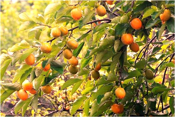 夢見去世的母親睜開雙眼什麼寓意_周公解夢官網