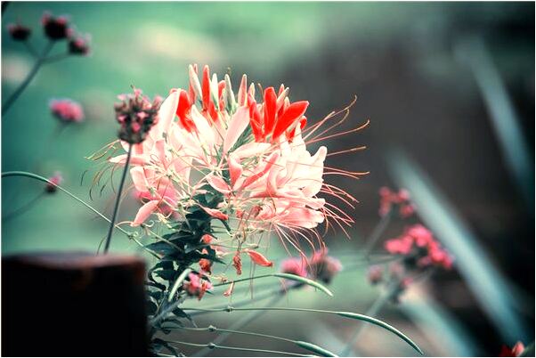 夢到右邊下牙掉了是不是好的徵兆呢_周公解夢官網