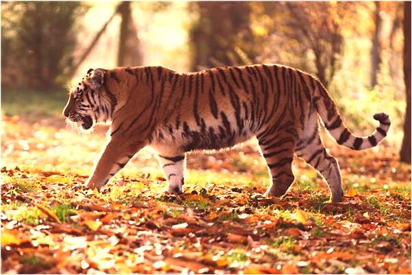 夢到感覺孤獨會有什麼預兆_周公解夢官網