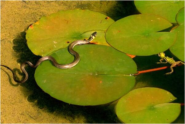 夢見頭髮掉了一大塊是什麼意思_周公解夢官網