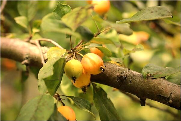 夢到了我清理家裡便池裡的塑膠袋意味什麼_周公解夢官網