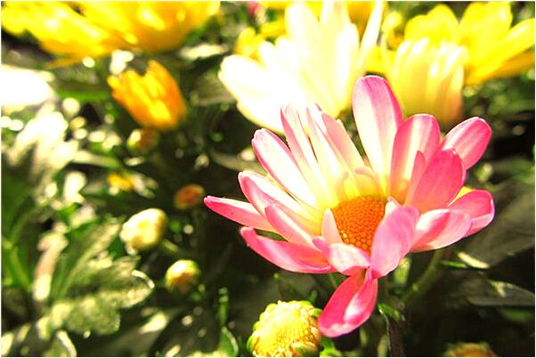 夢到別人喝茶是什麼啟示_周公解夢官網