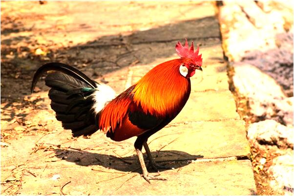 夢見小孩掉到水裡很多人怎么回事_周公解夢官網