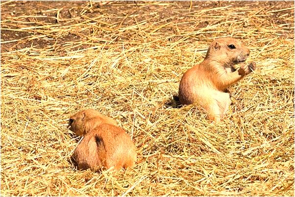 夢到一群猴子抓我怎么回事_周公解夢官網