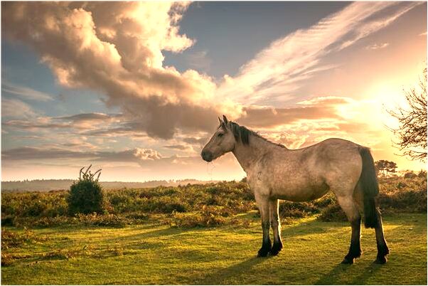 夢到朋友罵自己是啥預兆_周公解夢官網
