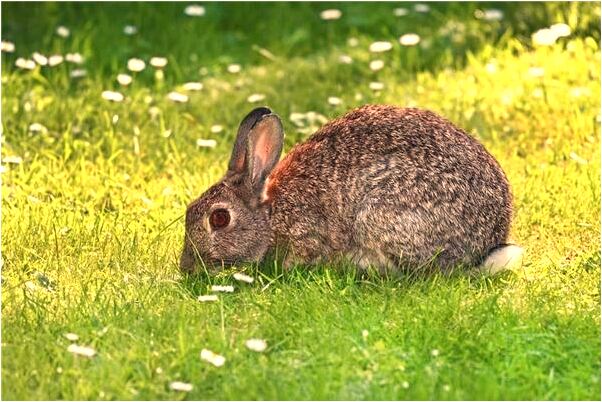 夢到了被那個了是好的徵兆嗎_周公解夢官網