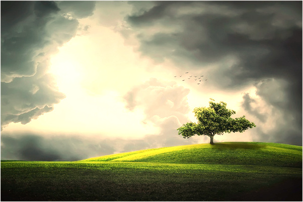 夢見鵝和鴨子追是怎么回事_周公解夢官網