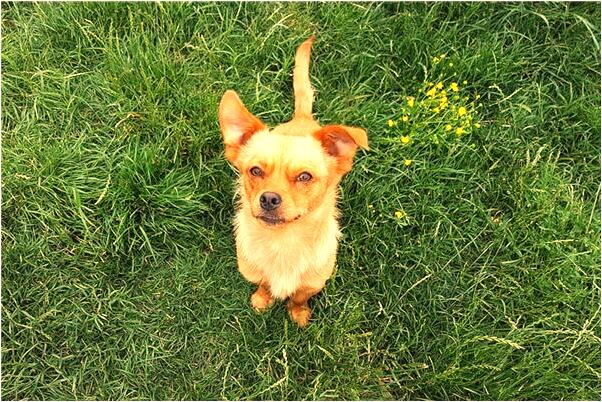 夢見自己被害好不好_周公解夢官網