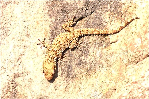 夢到老闆送衣服會怎么樣_周公解夢官網