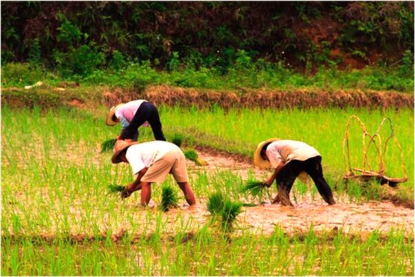 夢到天棚掉下來怎么回事_周公解夢官網