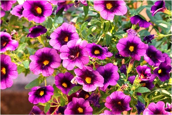 夢到了和己故的同事意味著什麼_周公解夢官網