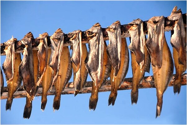 夢到紫色的鳳凰飛走了意味著什麼_周公解夢官網