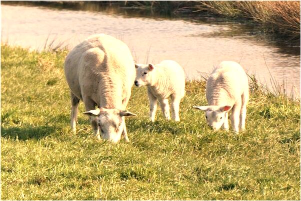 夢到夢自己拉肚子意味什麼_周公解夢官網