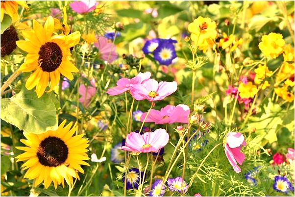 夢到了兩條大魚一個活的一個死了是什麼預兆？_周公解夢官網