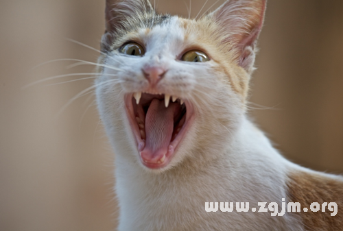 十二星座真的看到貞子爬出電視了_十二星座