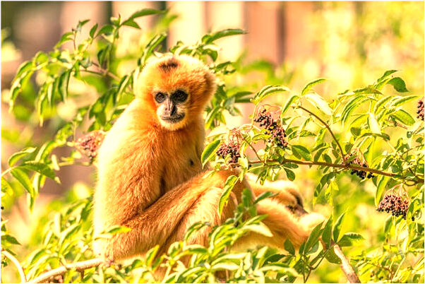夢見後背有青龍紋身有什麼寓意嗎？_周公解夢官網