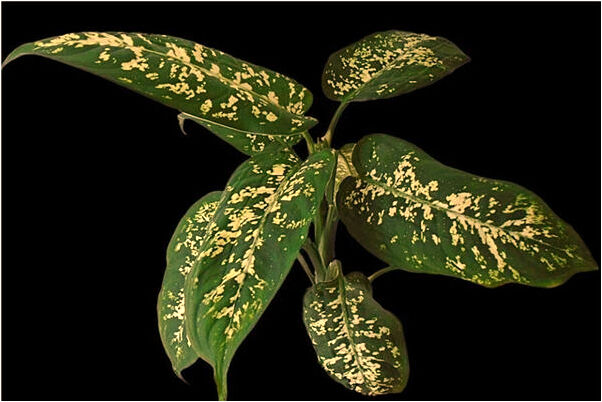 夢到了不會解數學題有何寓意_周公解夢官網