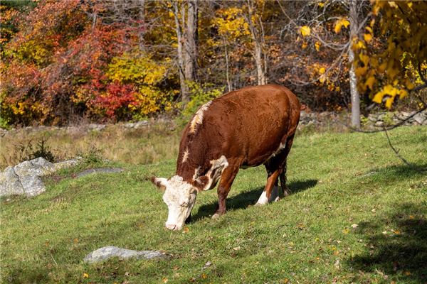 夢見紙牛是咋回事_周公解夢