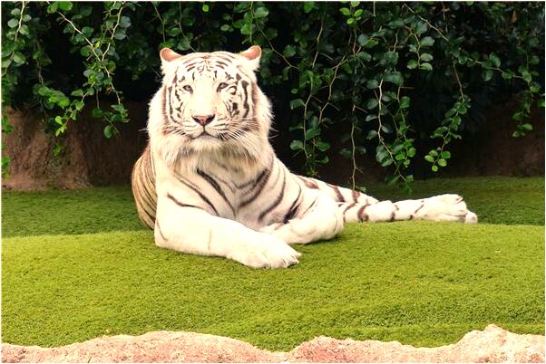 夢到了他人潑墨的預兆_周公解夢官網