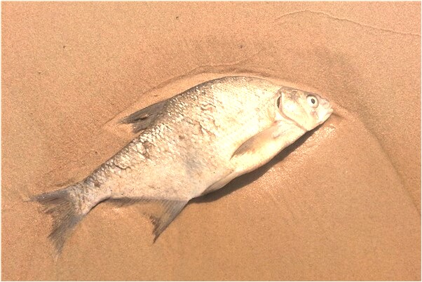 夢到老婆成了自己的領導有什麼預示嗎_周公解夢官網