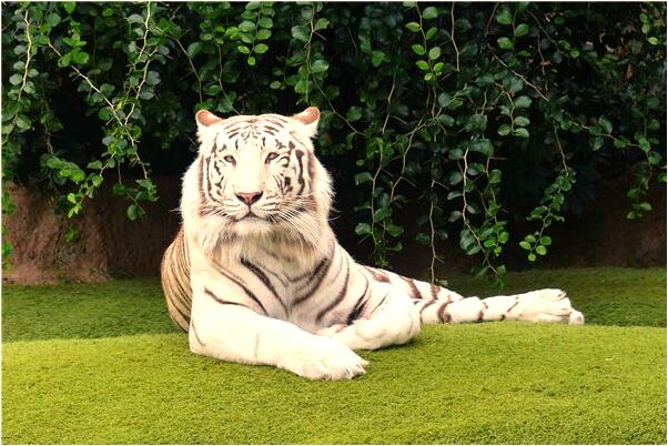 夢到了牙根掉了有什麼說法_周公解夢官網