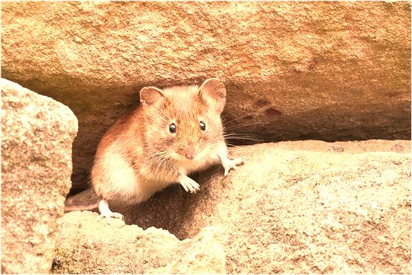 夢到水窪里有河蚌代表什麼_周公解夢官網