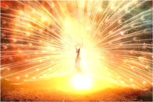 夢到兩隻仙鶴與太陽怎么樣_周公解夢官網