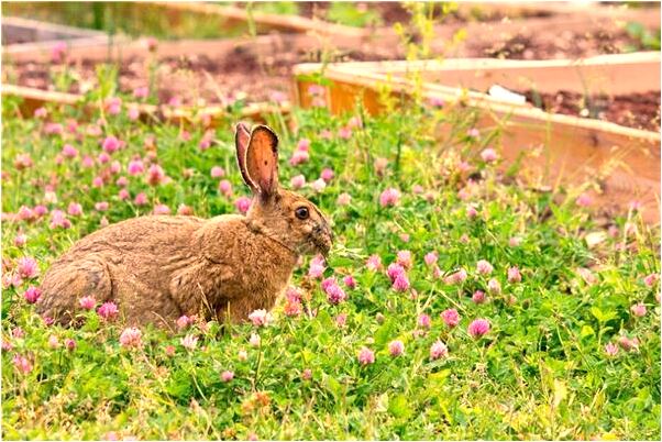 夢到了自己被燈光照是凶兆還是吉兆_周公解夢官網