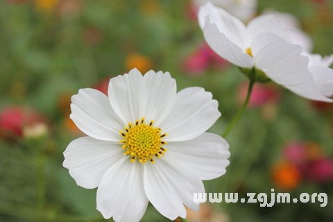 Dream of white flowers