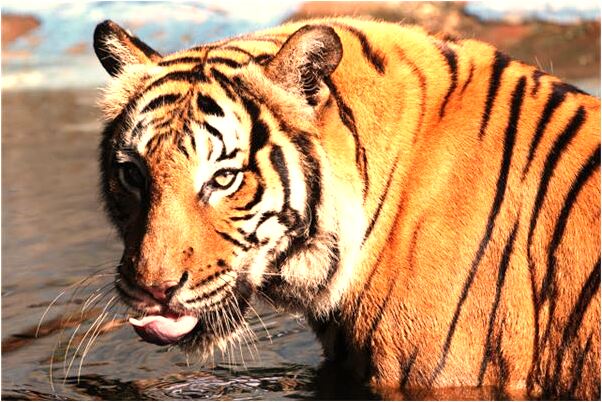 夢到有個地洞沒進去預示什麼_周公解夢官網