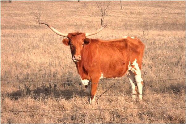 夢到了別人用刀砍人預示著什麼_周公解夢官網