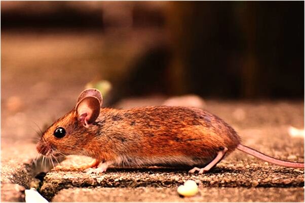 夢到男人四條黑蛇是啥預兆_周公解夢官網