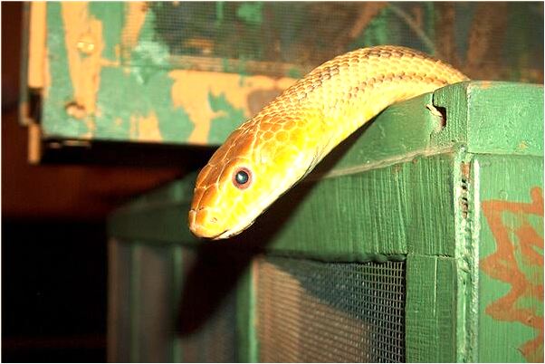 夢到了高鐵站意味著什麼_周公解夢官網