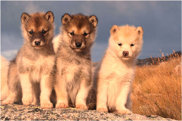 夢到過世的爸爸媽媽是吉兆嗎?_周公解夢官網