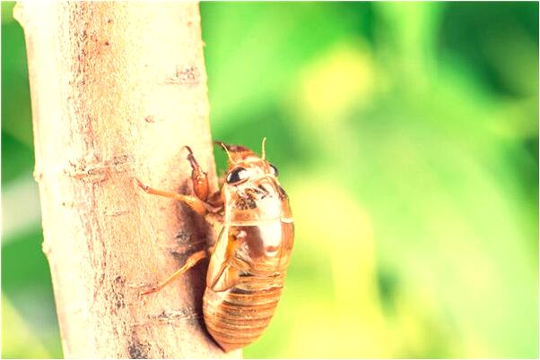 夢到畫中的老虎活了在家意味著什麼_周公解夢官網