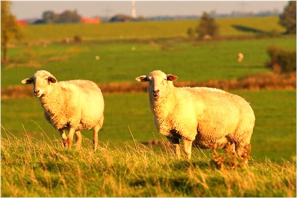 夢見男人進入那個女孩的宿舍是什麼意思_周公解夢官網