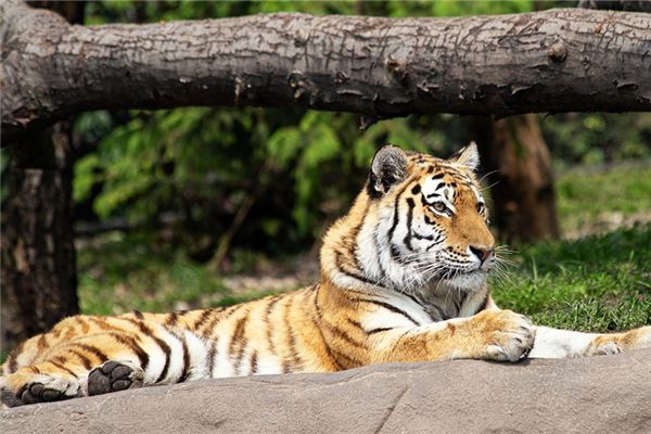 破太歲是什麼意思屬虎_十二生肖