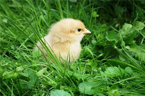2021年屬雞人的全年運勢_十二生肖