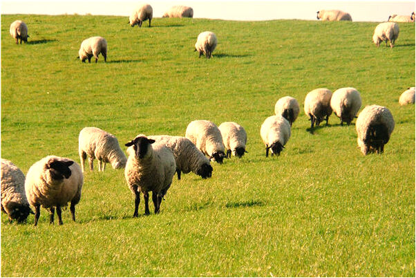 夢到自己的被幢了是什麼預兆_周公解夢官網