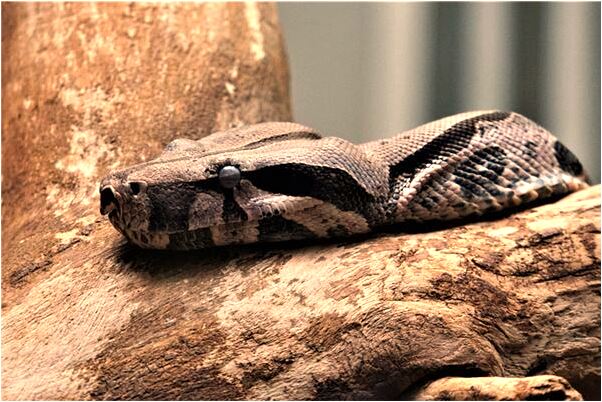 夢見跟哥哥對著唱歌是什麼徵兆_周公解夢官網