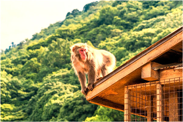 夢見自己與女人曖昧會有什麼預兆_周公解夢官網